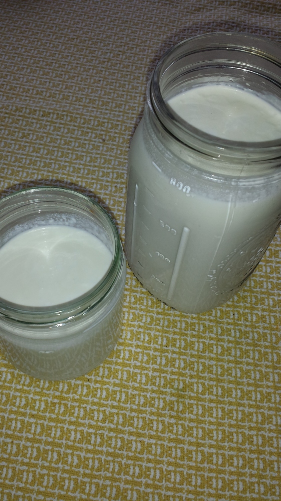 Homemade Raw Milk Yogurt