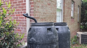 Rain barrels connected to downspout