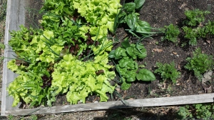 First Salad Greens of the Season